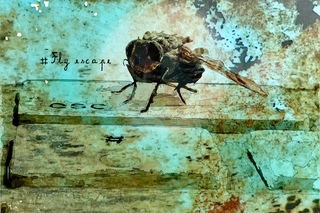 Aperçu de l’œuvre Fly Escape